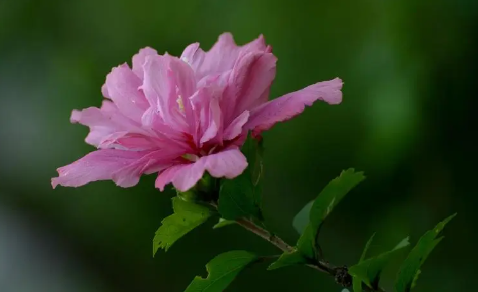 种木槿花的盆要多大