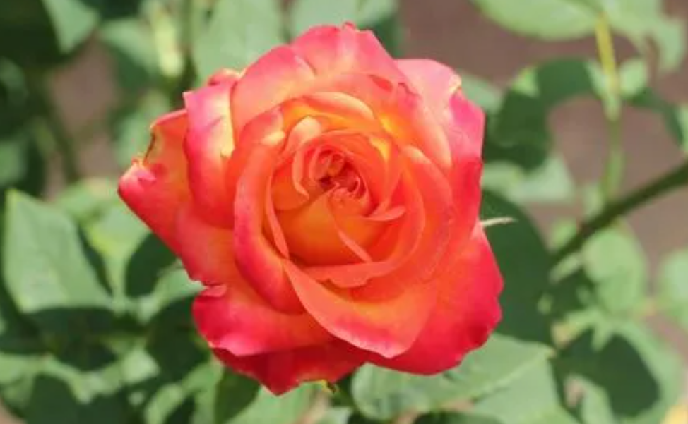 玫瑰花浇什么水最好