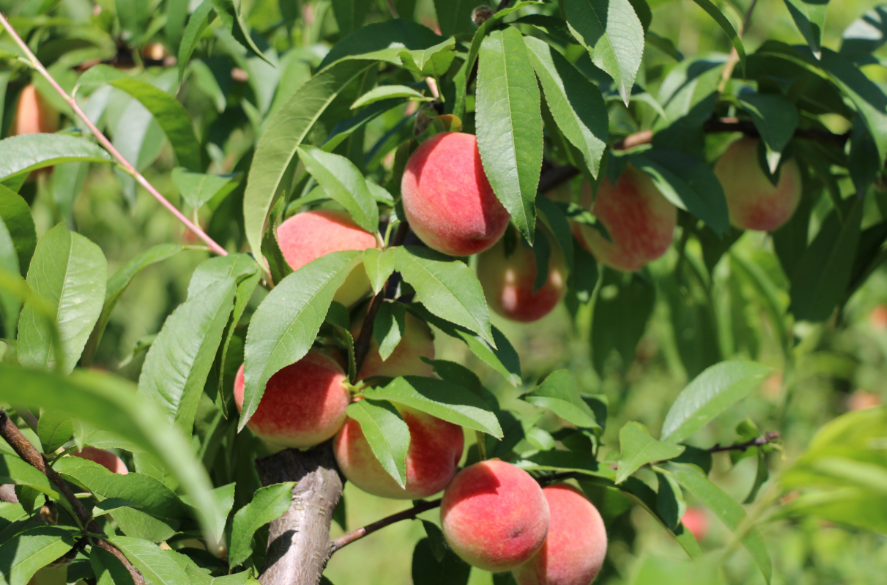 门口种桃树的风水作用