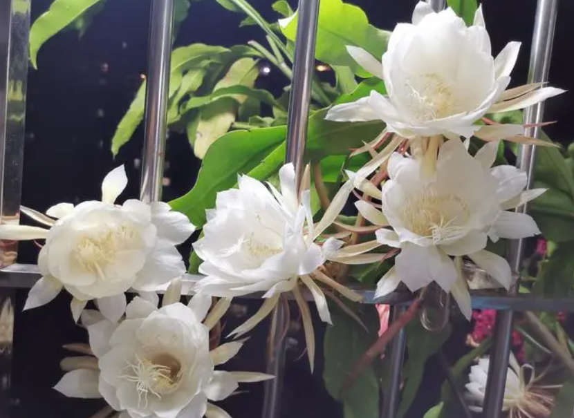 昙花怎么养才能长得快