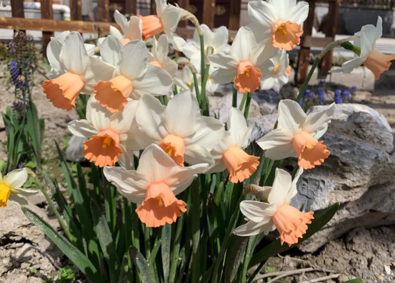 洋水仙开花的全过程