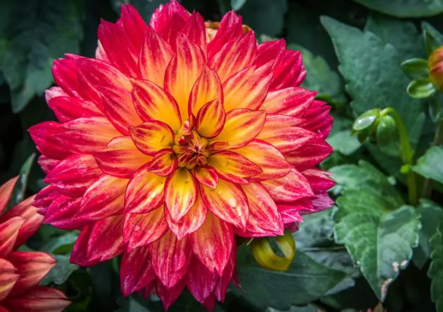 地栽大丽花的养殖方法和注意事项