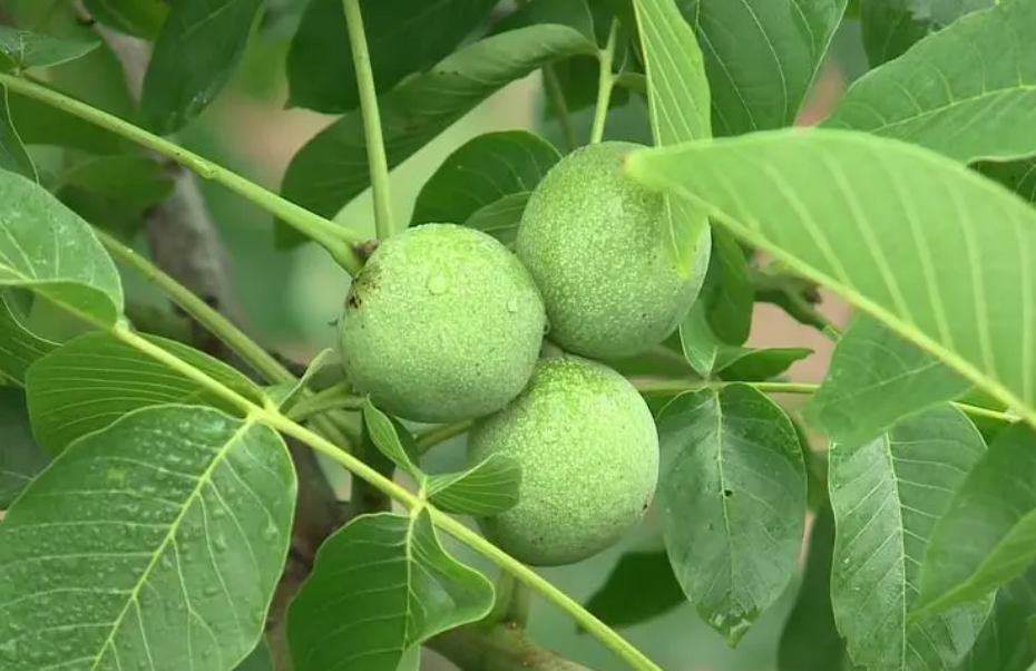 八年生长的核桃树怎样栽种