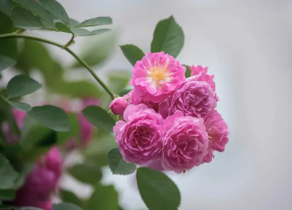 蔷薇种一年疯长枝条不开花