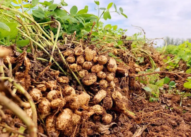 不同地区花生的种植方法