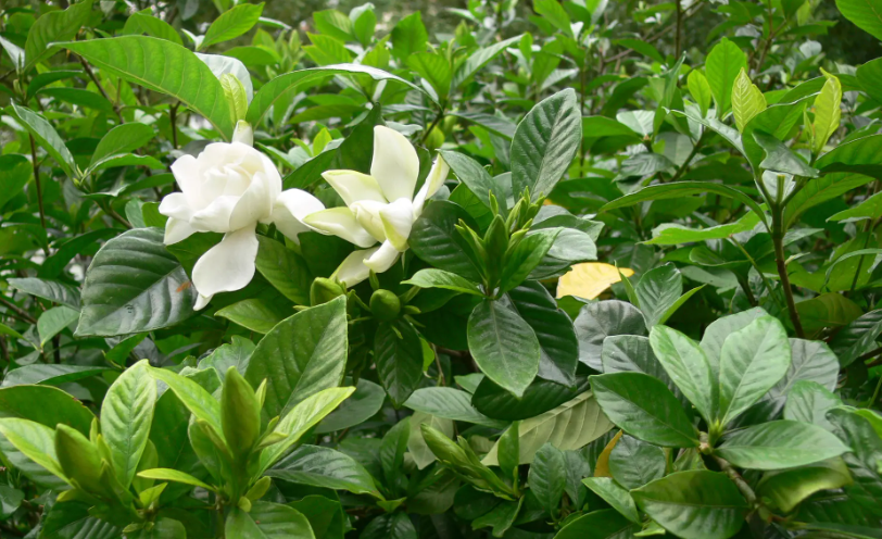 大叶栀子花叶子发黄是什么原因