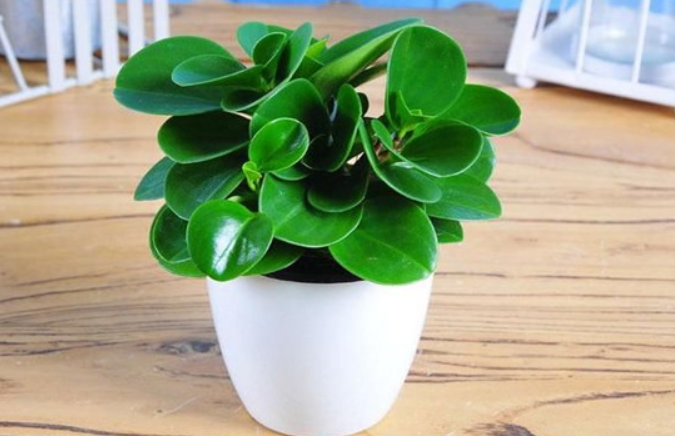 小家碧玉花喜欢水和阳光吗