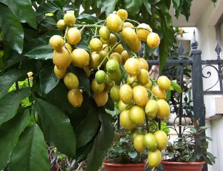 黄皮树怎样修剪留枝