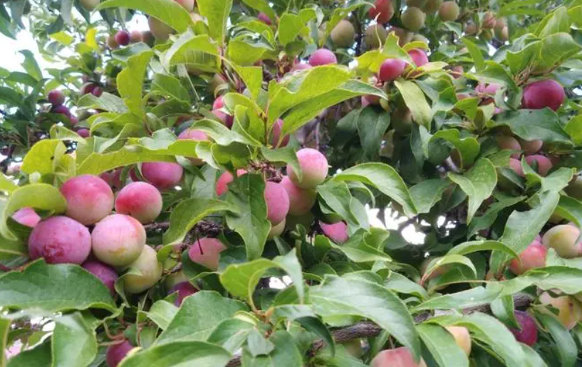 李子树可以浇大便吗