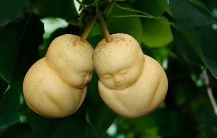 人参果是凶树还是吉树呢