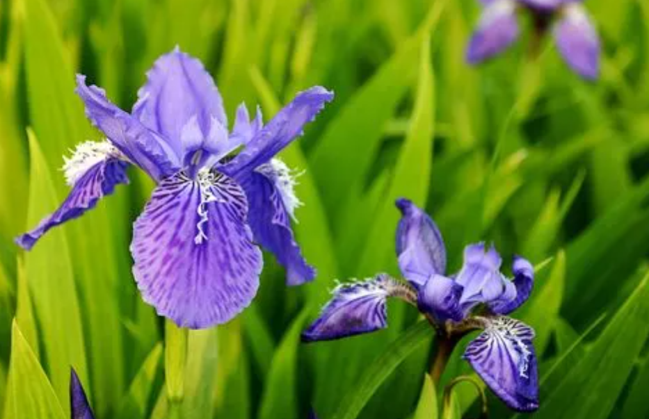 鸢尾花花语是什么