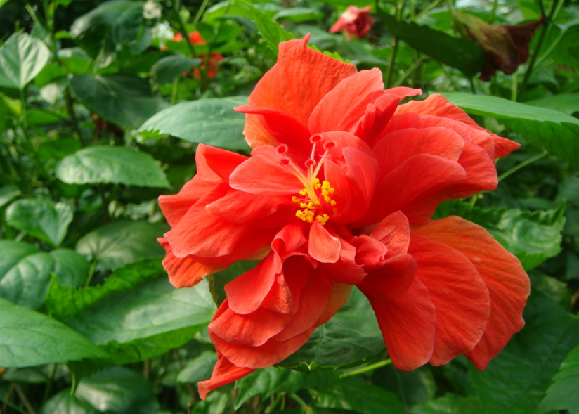 扶桑花能施二铵吗