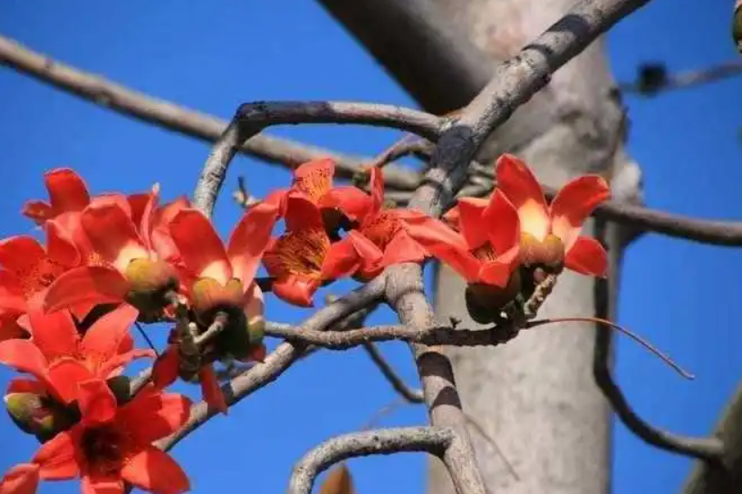 攀枝花树是不是木棉树