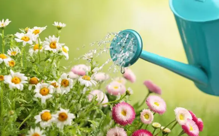 花浇水太多枯萎怎么办