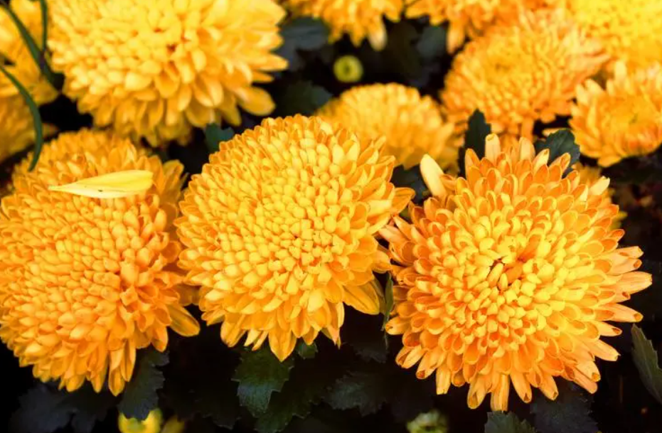 菊花能不能放室内养