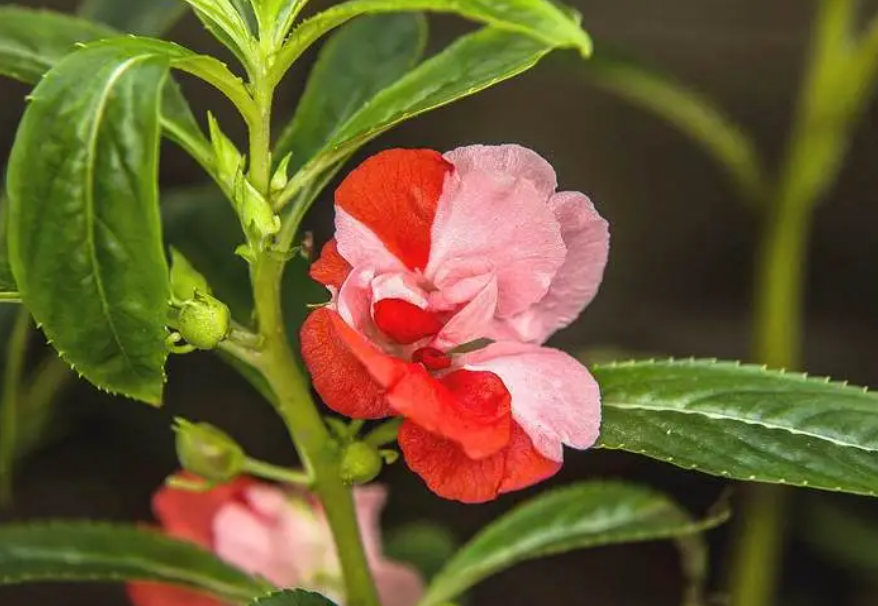 凤仙花多长时间开花