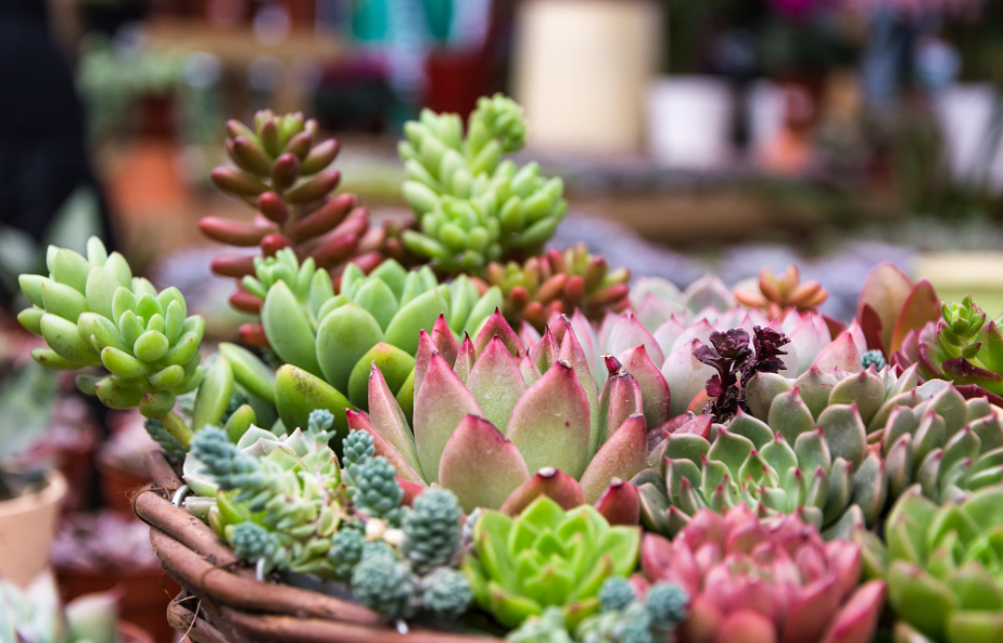 怎么养肉肉花最好