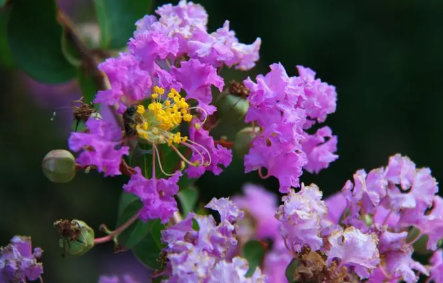 紫薇花移栽容易成活吗