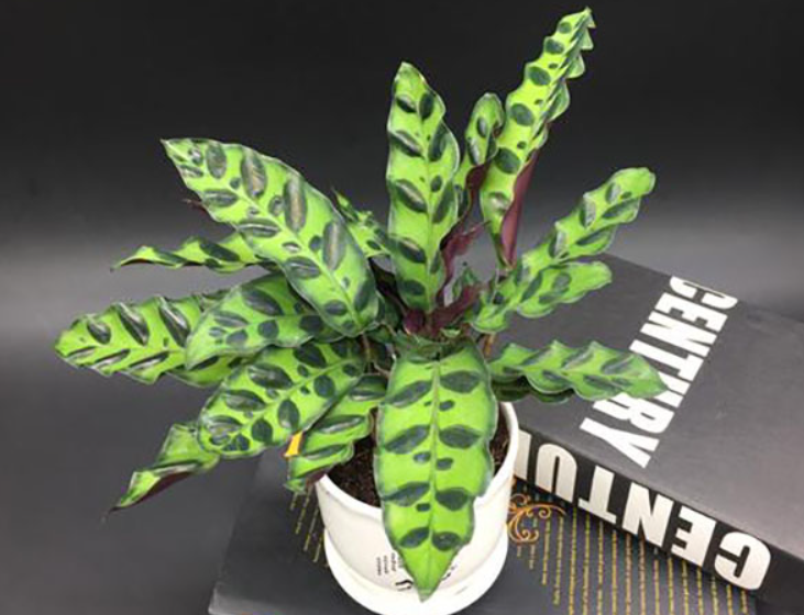 猫眼竹芋几月开花