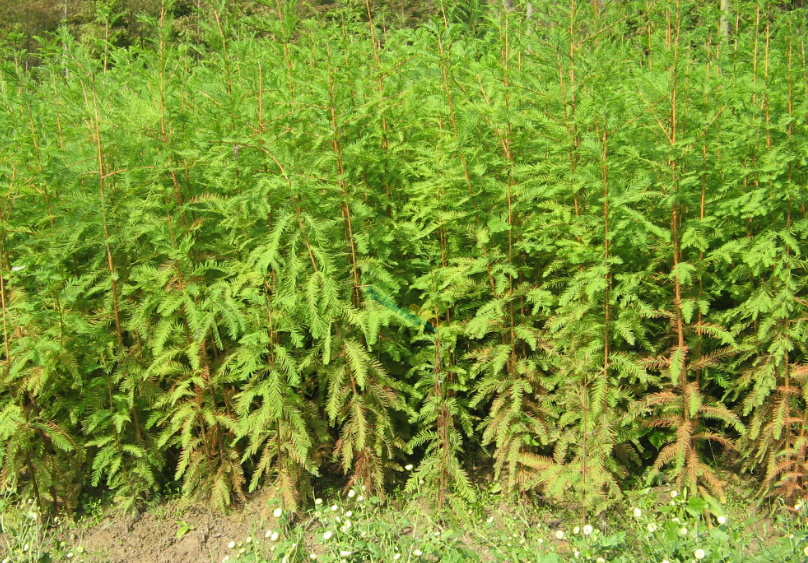 水杉树苗的种植方法