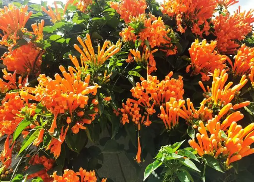 炮仗花和凌霄花耐寒