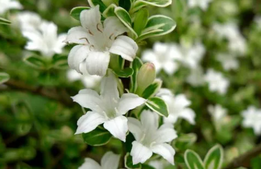 金边六月雪一年开花几次