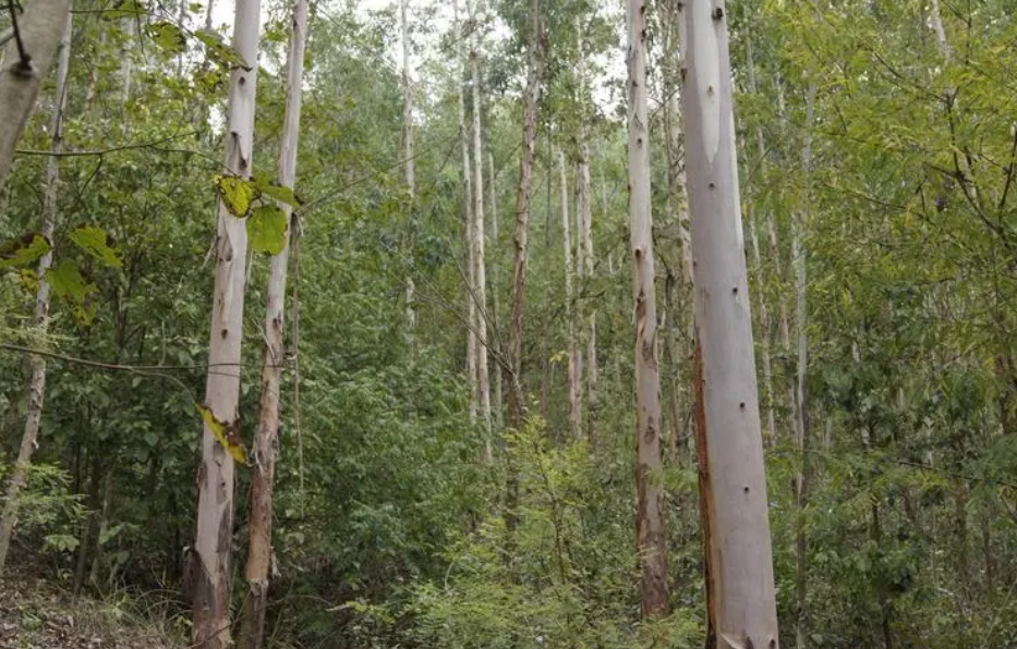 桉树最佳种植距离