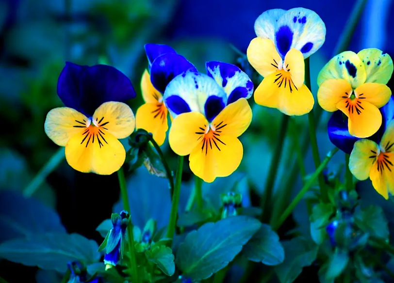 蝴蝶花是什么植物