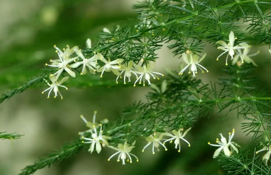 文竹什么情况下开花啊