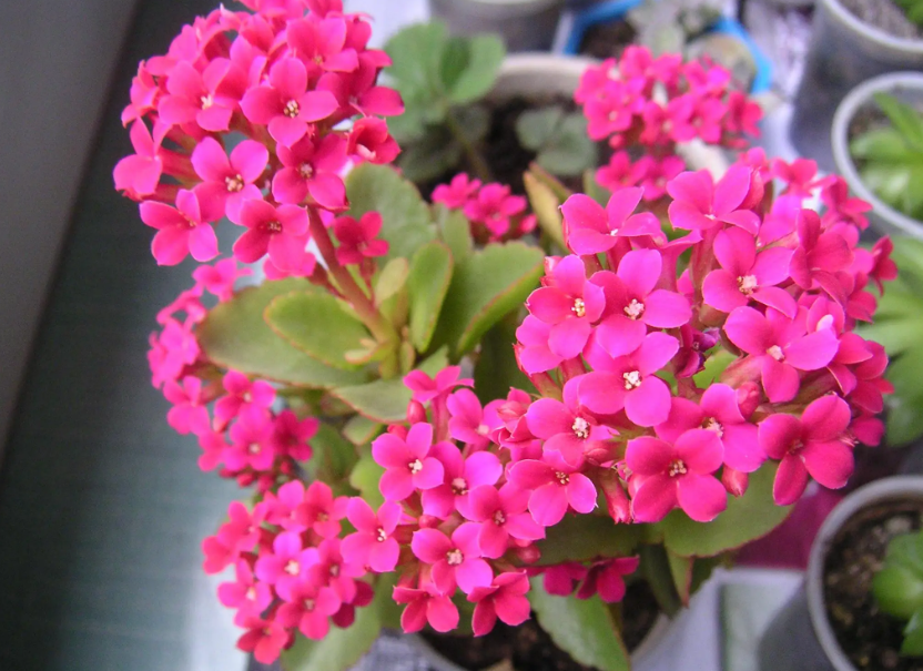 长寿花冬天怎么养