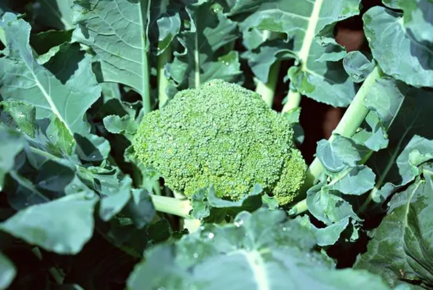 西兰花最晚10月份播种