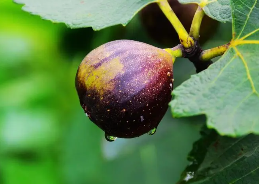 无花果12月剪枝