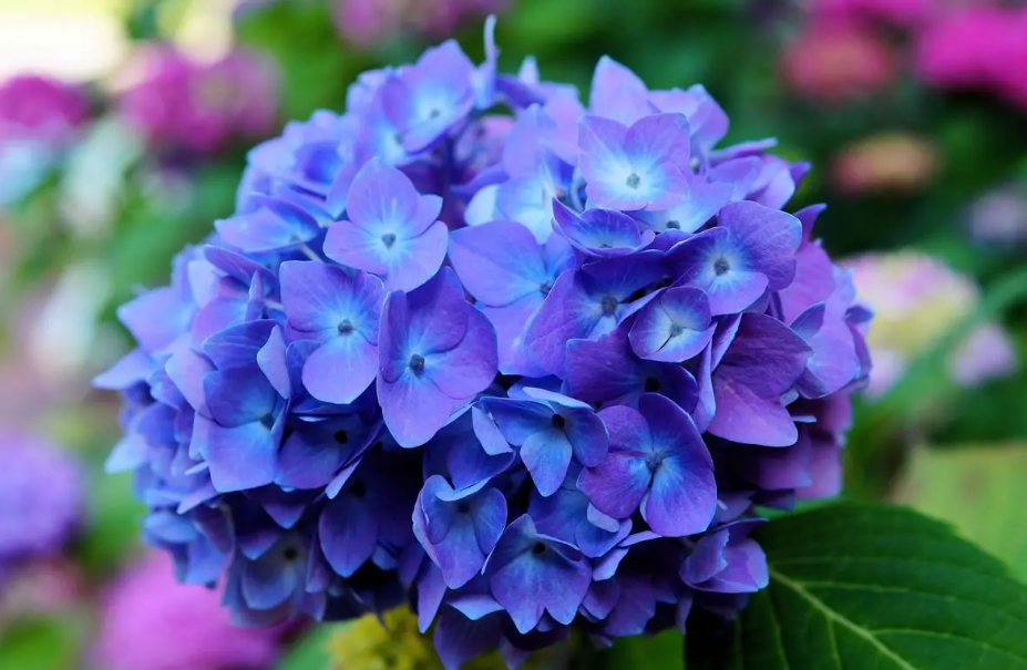 绣球花开败后怎么修剪