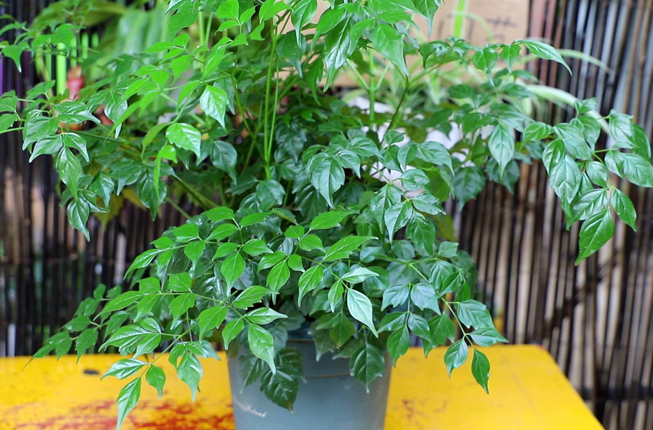 幸福树需要怎样养护