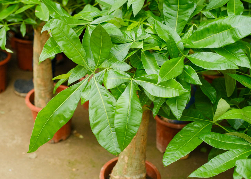 家养发财树多久浇一次水