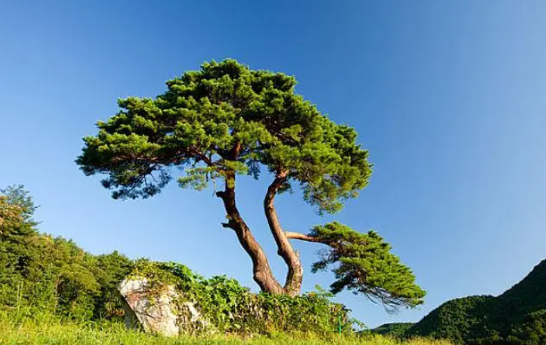 北方一年四季常青的树有哪些