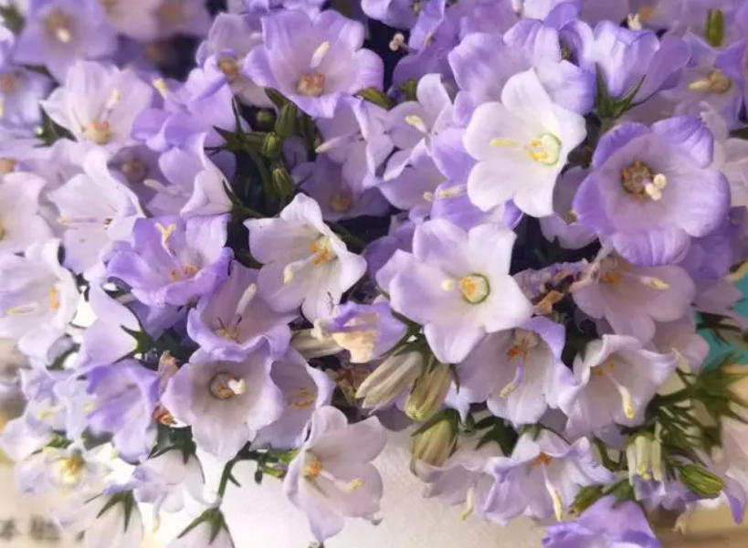 风铃花鲜切花花期多长