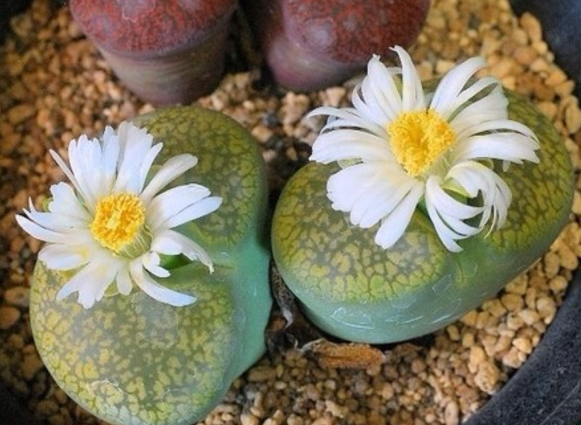 生石花怎么种植方法