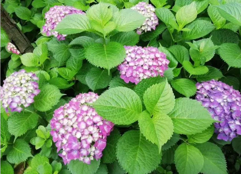 绣球花夏季养护方法