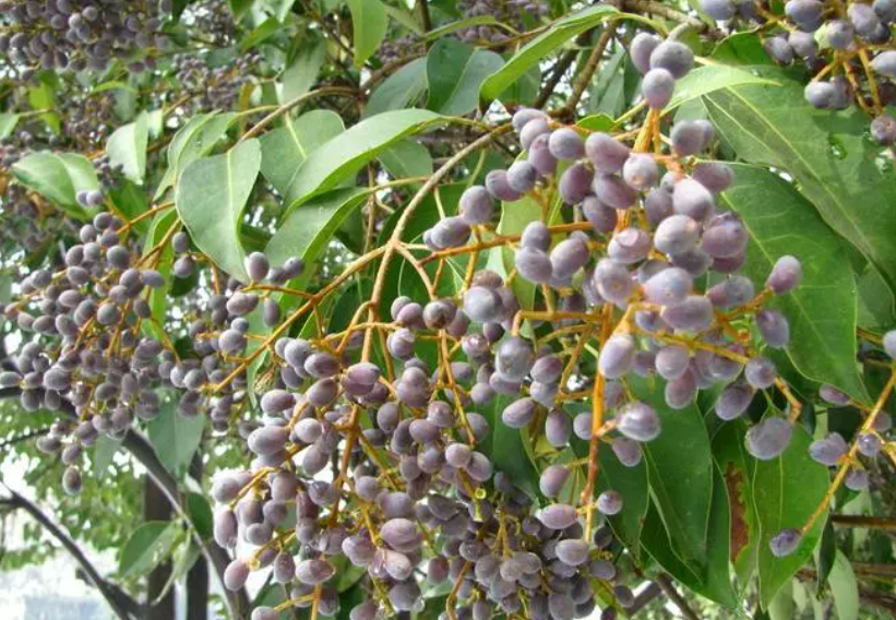 女贞子树能长多大