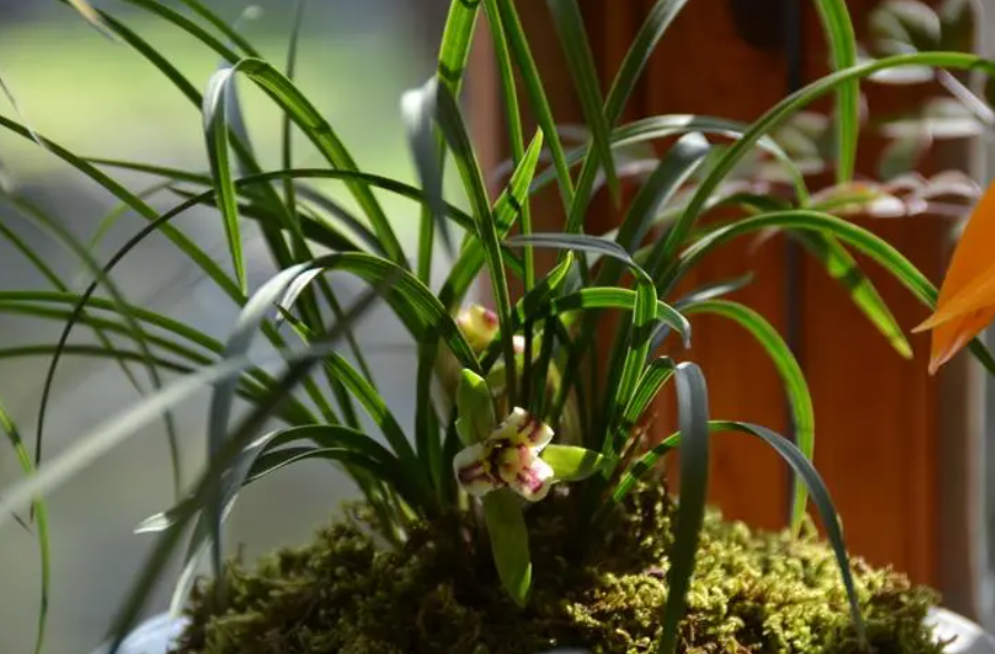 新买的兰花怎么浇水