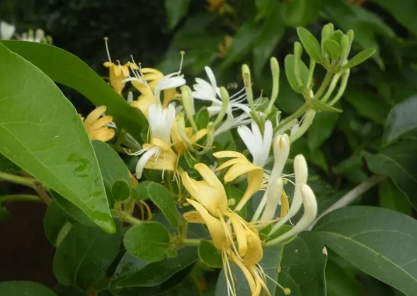 金银花用深盆还是浅盆