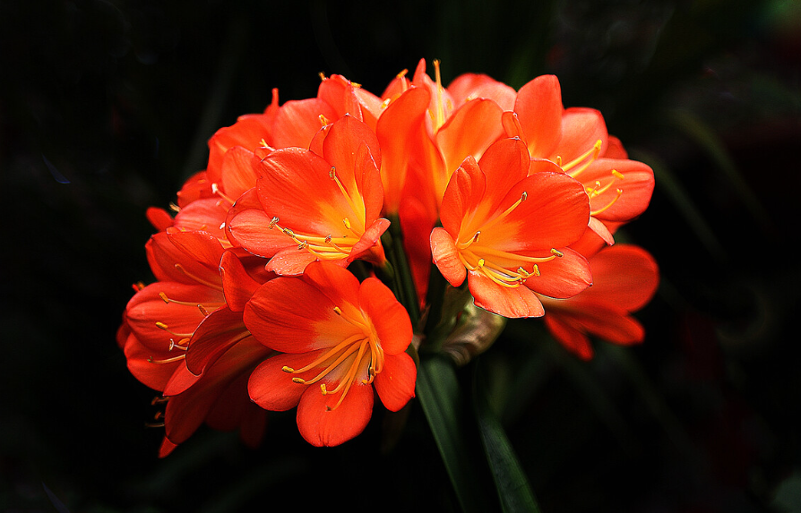 君子兰花夹在中间长不出来怎么办