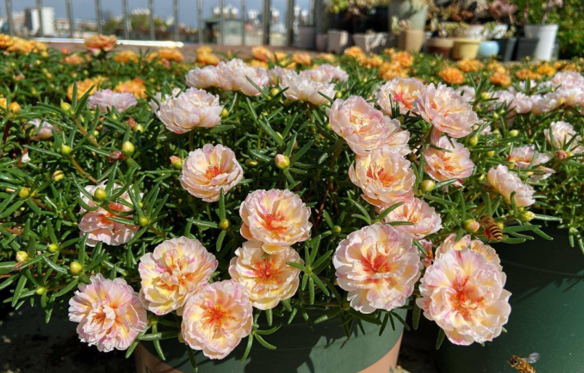 几年能养一棵太阳花老桩