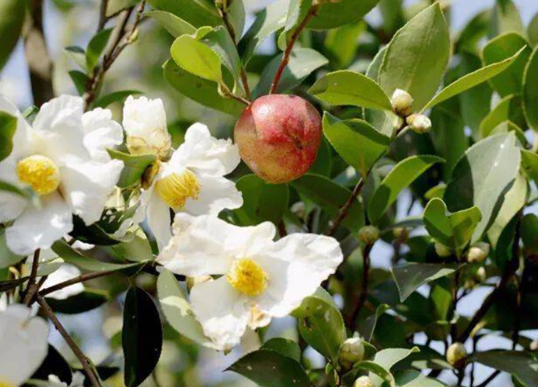 10亩油茶树一年多少利润