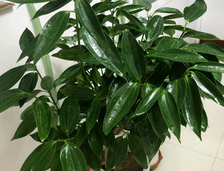 平安树用什么水浇最好