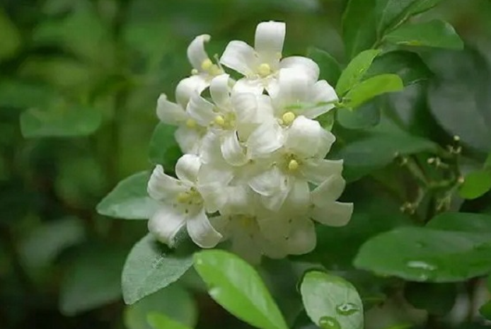 一盆十里香花大约多少钱