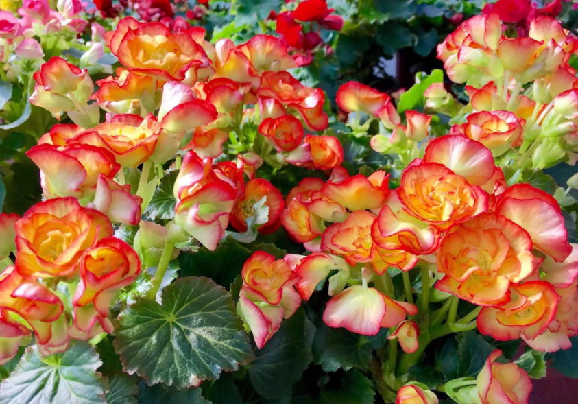 丽格海棠花期地部发小芽怎么办