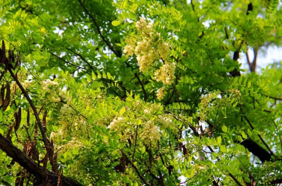 槐树几年可以开花