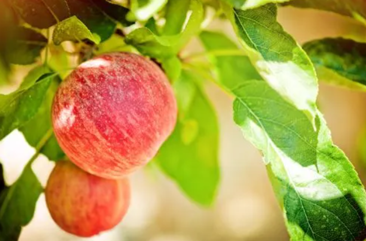 苹果树怎么施肥果子长大